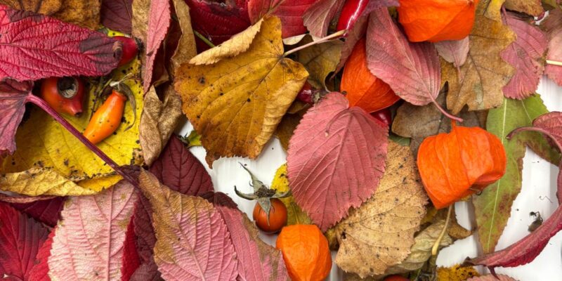 Herfstvakantie: Open atelier